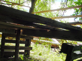 children active in nature